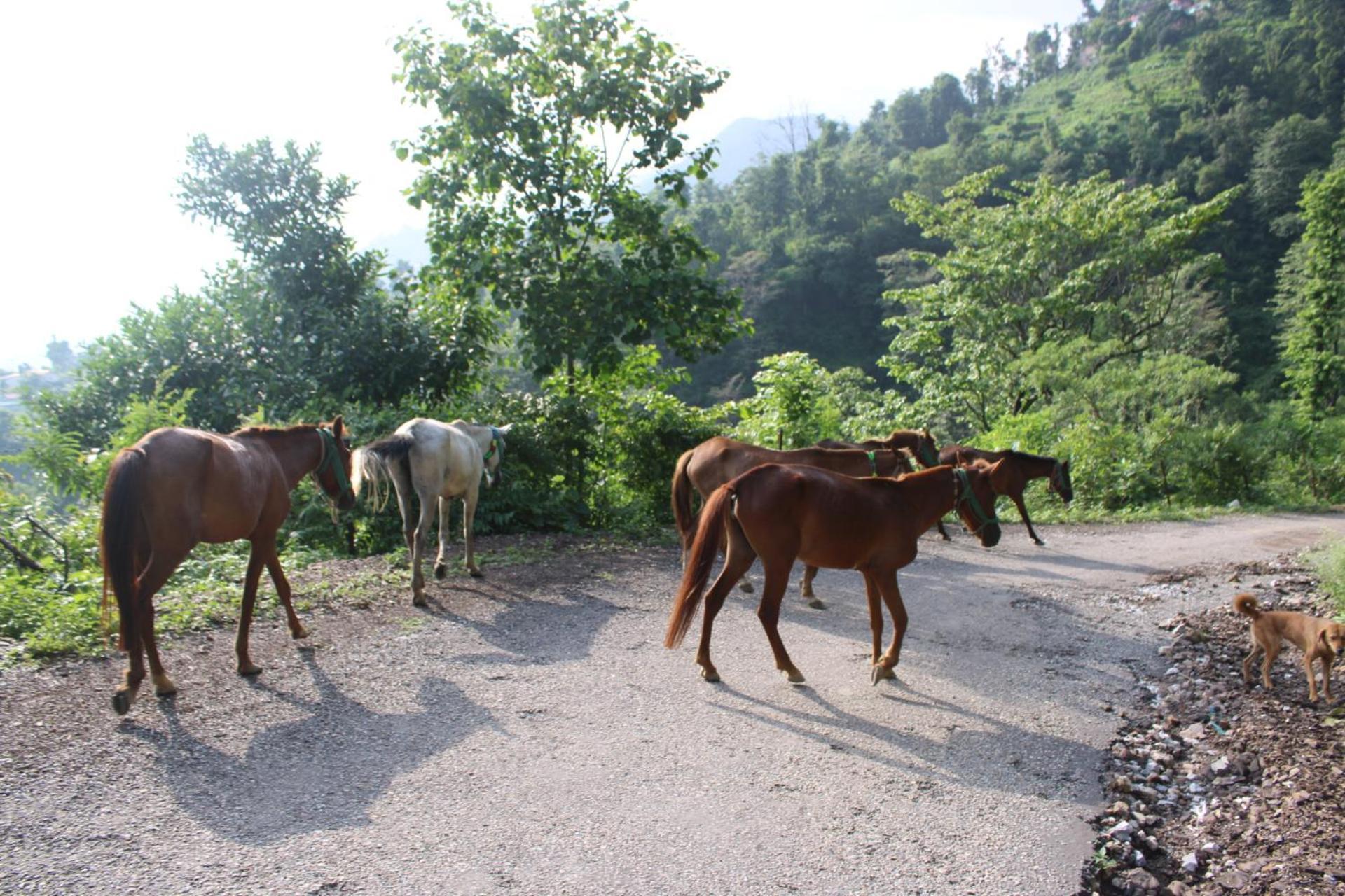 Kyarki Village & Cafe Rishikesh