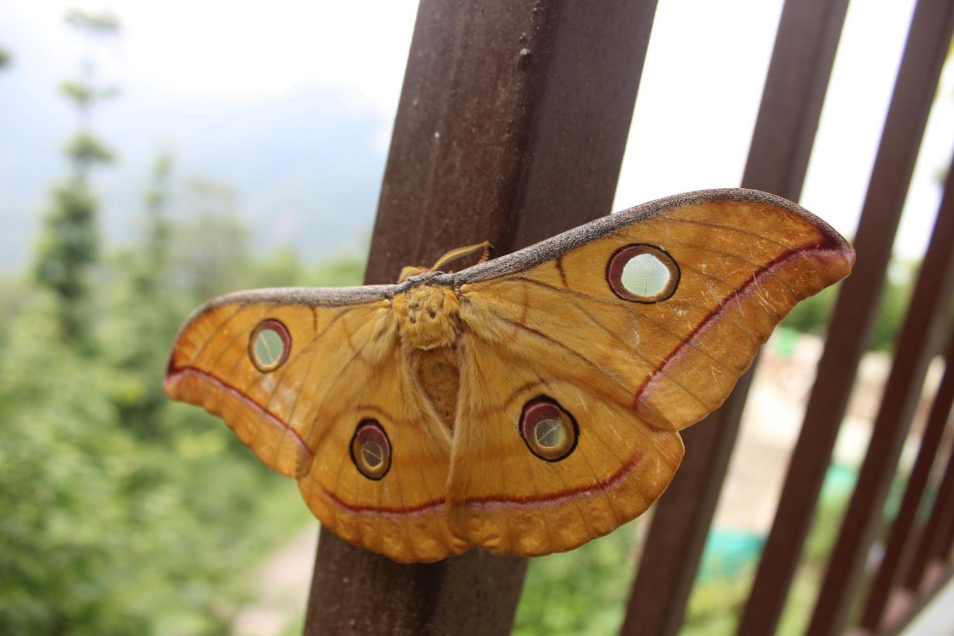 Kyarki Village & Cafe Rishikesh