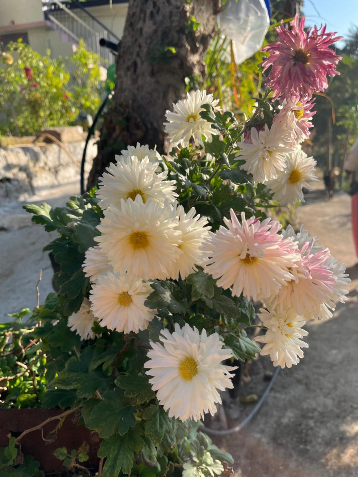 Kyarki Village & Cafe * Rishikesh